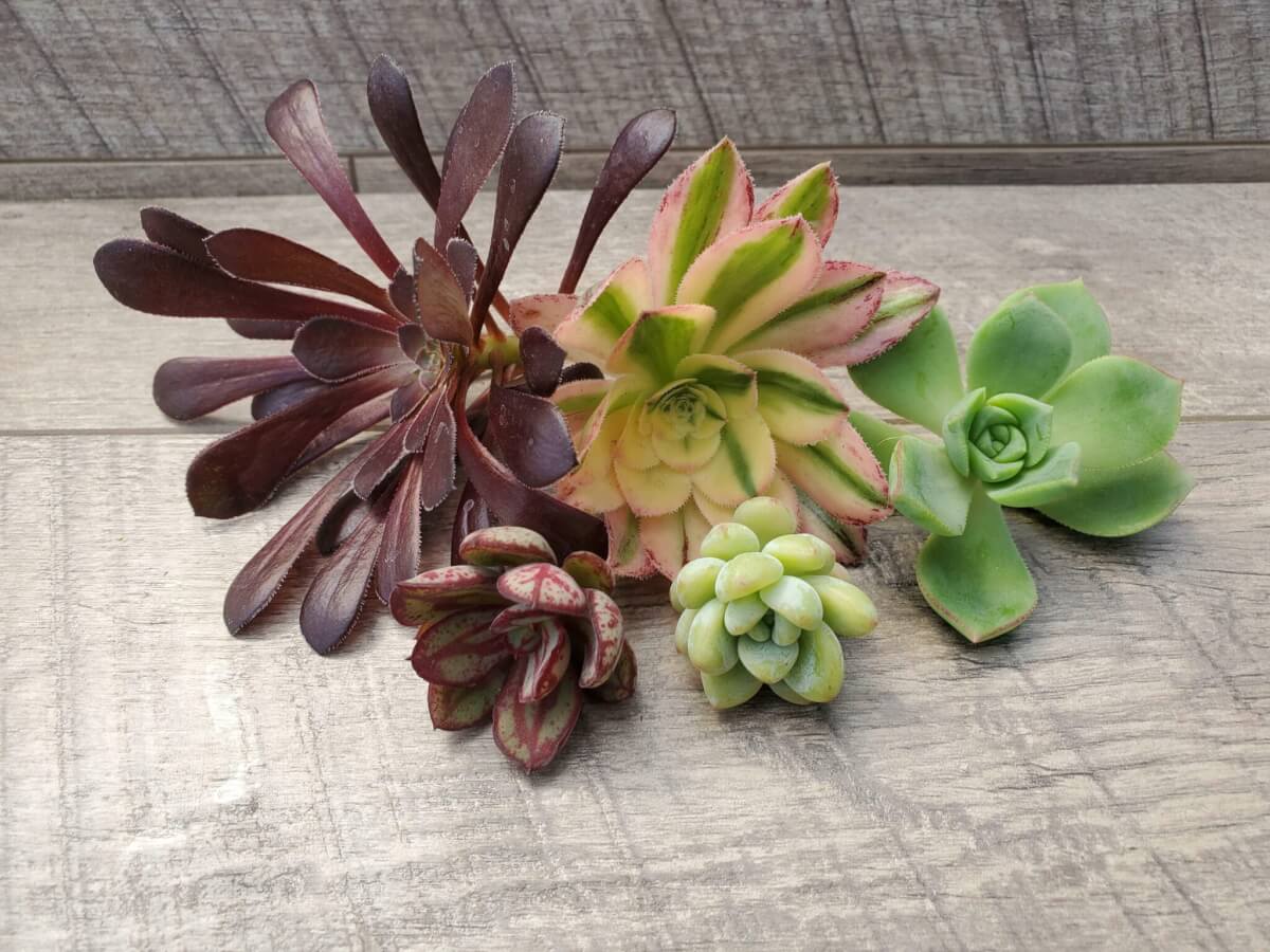 15 Succulent Cuttings