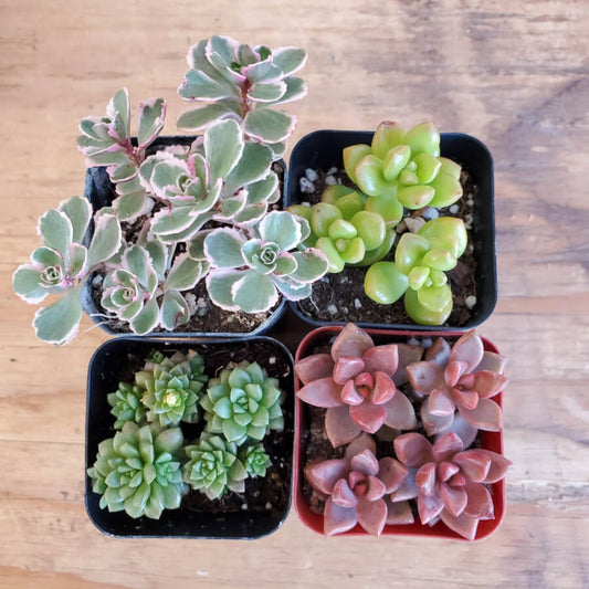 "YOU SEDUM" COLLECTION 2in